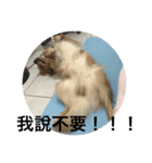 Petsss（個別スタンプ：6）
