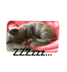 Petsss（個別スタンプ：7）
