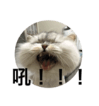 Petsss（個別スタンプ：8）