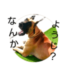 グレートデーンスタンプ（個別スタンプ：3）