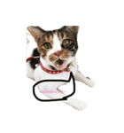 ティラ猫（個別スタンプ：1）