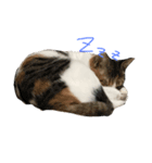 ティラ猫（個別スタンプ：2）
