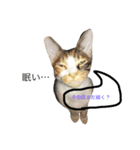 ティラ猫（個別スタンプ：3）