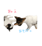 ティラ猫（個別スタンプ：4）