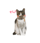 ティラ猫（個別スタンプ：5）