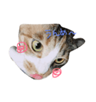 ティラ猫（個別スタンプ：6）