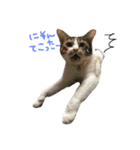 ティラ猫（個別スタンプ：7）