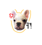 French Bulldog ver.Panda and friends（個別スタンプ：13）