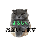 cats.2（個別スタンプ：3）