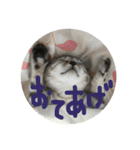 cats.2（個別スタンプ：7）