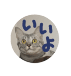 cats.2（個別スタンプ：8）