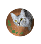 cats.2（個別スタンプ：10）