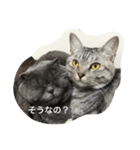 cats.2（個別スタンプ：13）