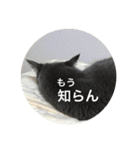 cats.2（個別スタンプ：17）