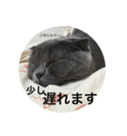 cats.2（個別スタンプ：22）