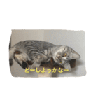 cats.2（個別スタンプ：25）