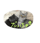 cats.2（個別スタンプ：27）