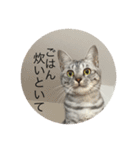 cats.2（個別スタンプ：29）