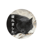 cats.2（個別スタンプ：31）