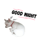 Bobby Lovely Dog v.1（個別スタンプ：2）