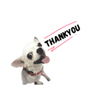 Bobby Lovely Dog v.1（個別スタンプ：3）