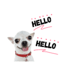 Bobby Lovely Dog v.1（個別スタンプ：5）
