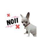 Bobby Lovely Dog v.1（個別スタンプ：6）