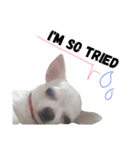 Bobby Lovely Dog v.1（個別スタンプ：7）