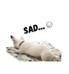 Bobby Lovely Dog v.1（個別スタンプ：10）