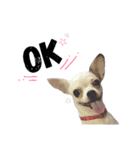 Bobby Lovely Dog v.1（個別スタンプ：11）