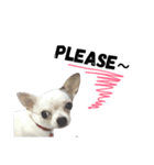 Bobby Lovely Dog v.1（個別スタンプ：12）