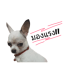 Bobby Lovely Dog v.1（個別スタンプ：13）
