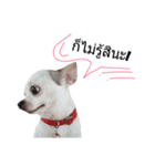 Bobby Lovely Dog v.1（個別スタンプ：14）