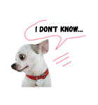 Bobby Lovely Dog v.1（個別スタンプ：15）