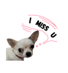 Bobby Lovely Dog v.1（個別スタンプ：16）