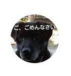 Black Dog＆Cat（個別スタンプ：3）