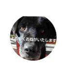 Black Dog＆Cat（個別スタンプ：4）