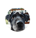Black Dog＆Cat（個別スタンプ：6）