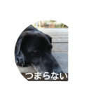 Black Dog＆Cat（個別スタンプ：7）