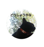 Black Dog＆Cat（個別スタンプ：8）