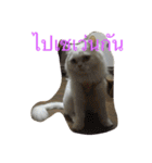 luka meow ma aang（個別スタンプ：3）