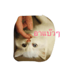 luka meow ma aang（個別スタンプ：5）