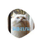 luka meow ma aang（個別スタンプ：6）