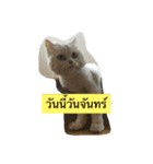 luka meow ma aang（個別スタンプ：8）