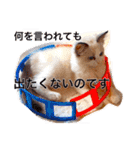 我が屋のアイドル猫様。（個別スタンプ：1）
