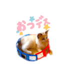 我が屋のアイドル猫様。（個別スタンプ：12）
