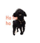 Gang Black Dogs（個別スタンプ：2）