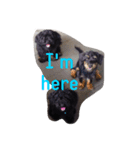 Gang Black Dogs（個別スタンプ：7）