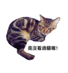cute cat MouChu（個別スタンプ：1）