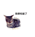 cute cat MouChu（個別スタンプ：3）